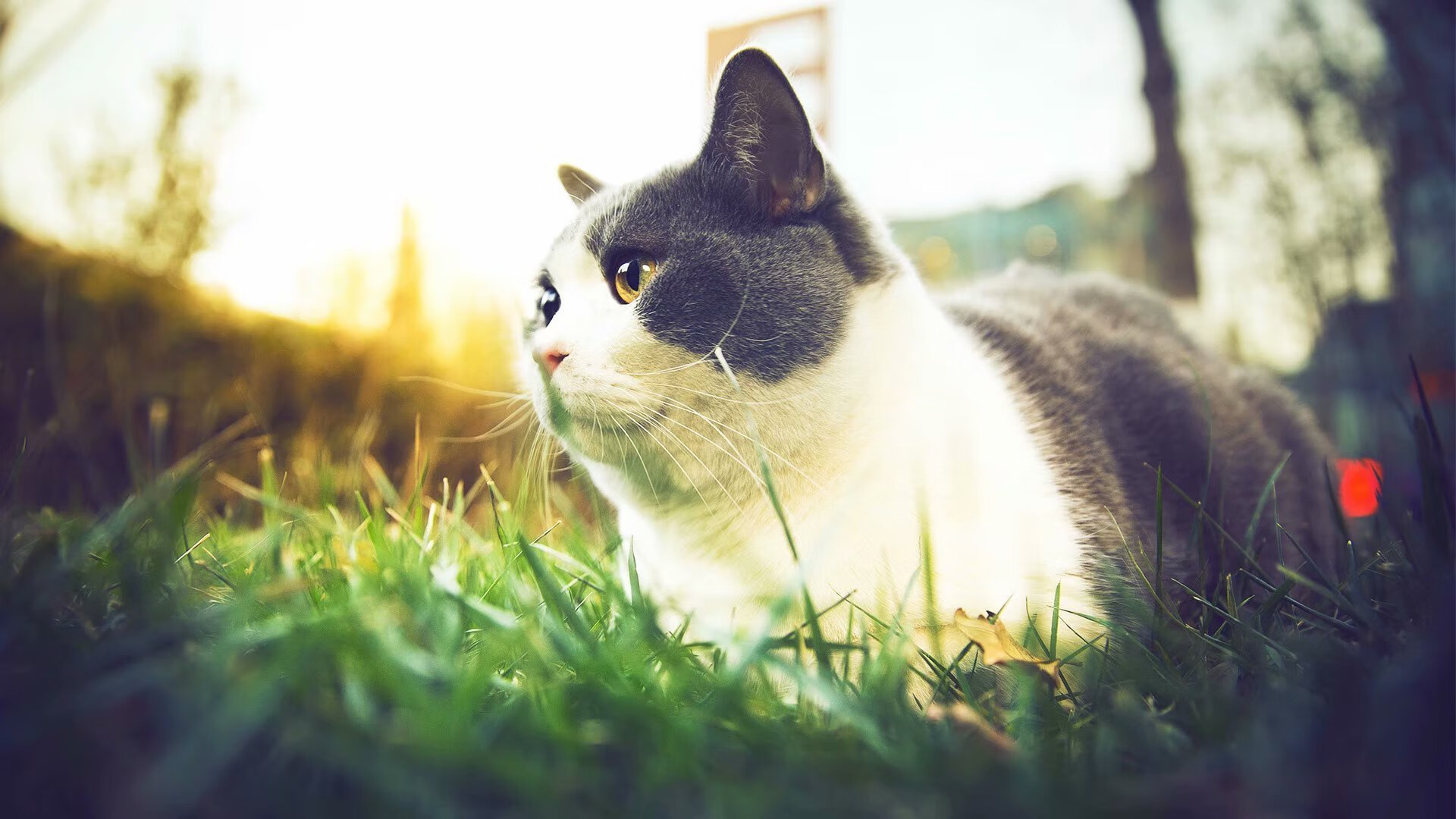 _场馆盛大开放,举办多项国际赛事_,国际比赛中场馆高度可以设置为( )