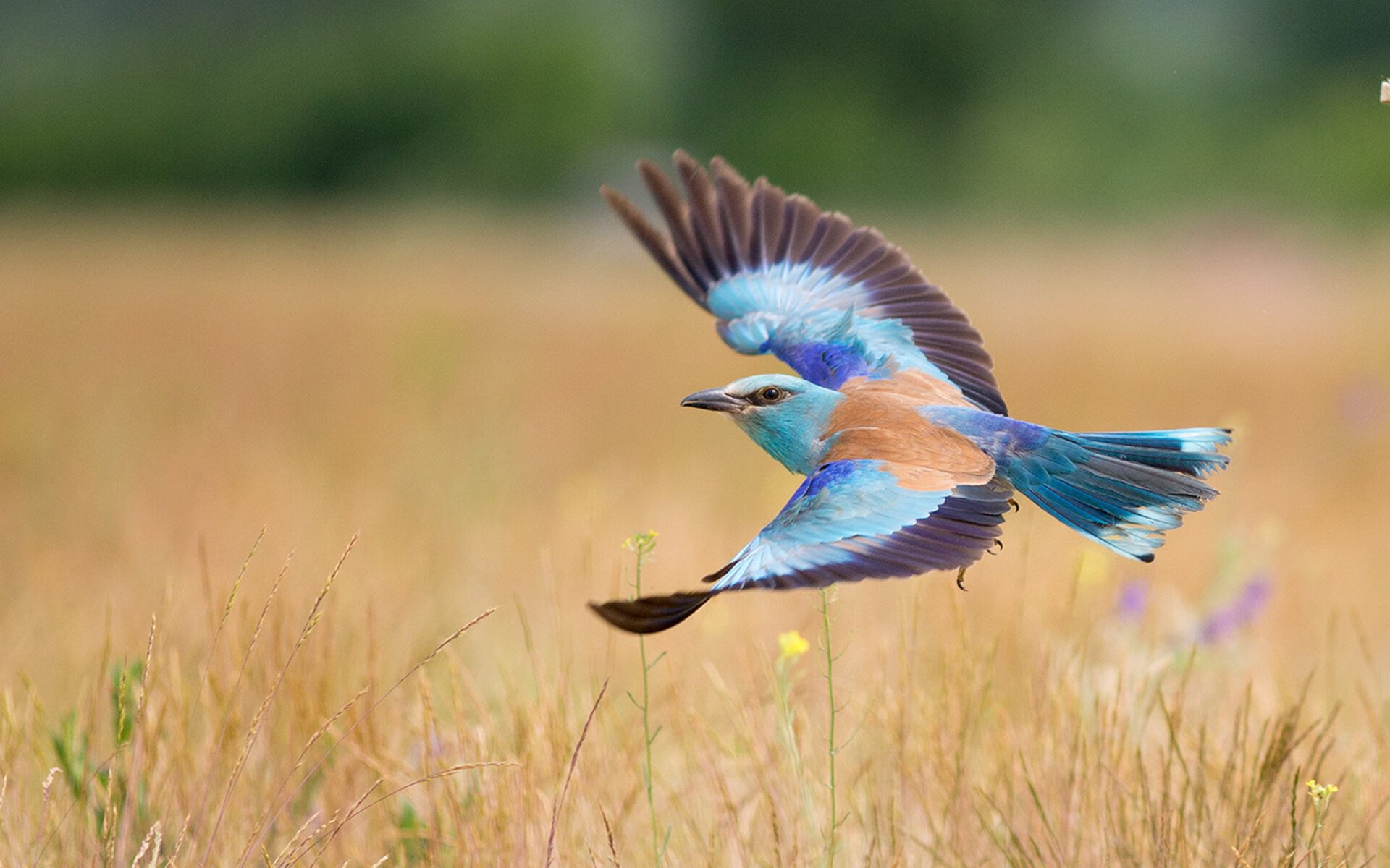 法国奥运足球留下一地鸡毛,法国奥运足球留下一地鸡毛是什么