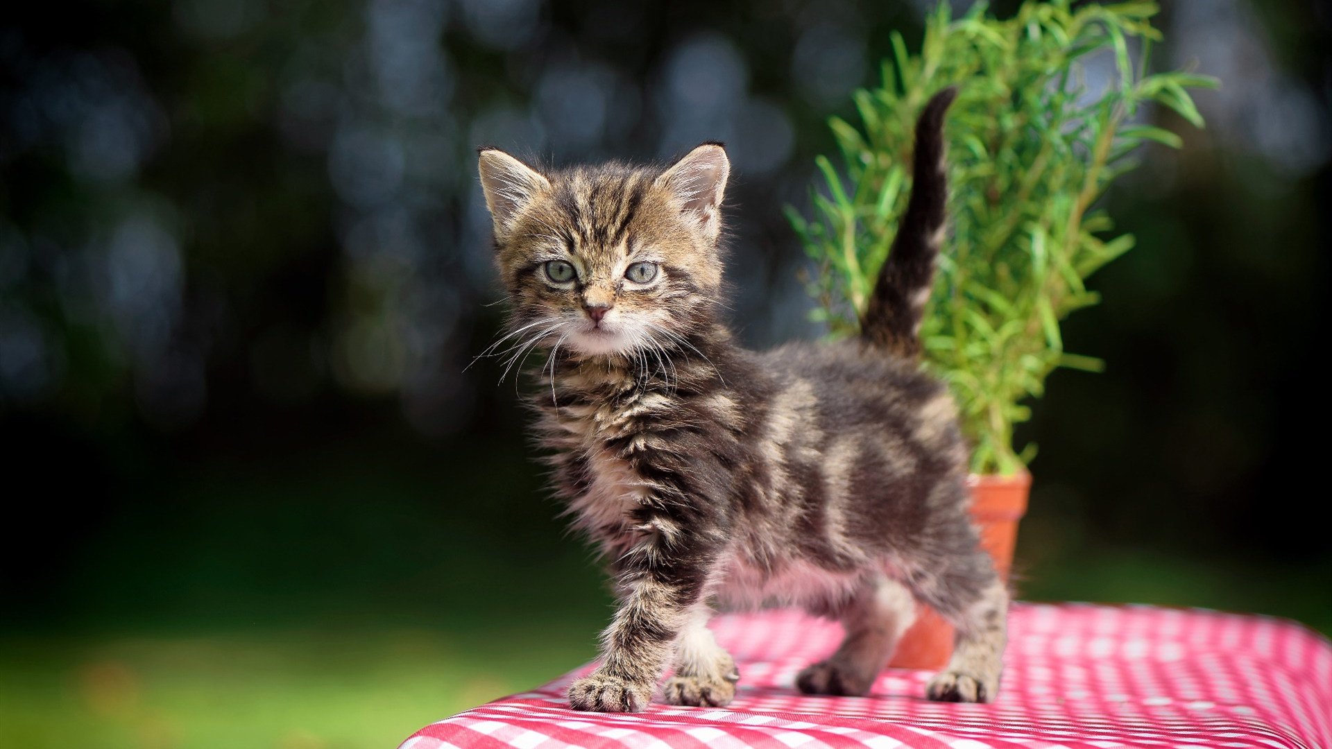 开云平台-激烈马术冠军争夺战打响，马术 冠军