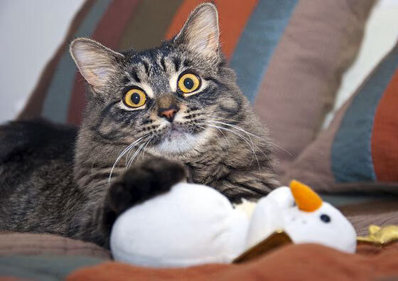 kaiyun体育app-电竞游戏版本更新对职业比赛战略体系的影响研究，电竞新政策