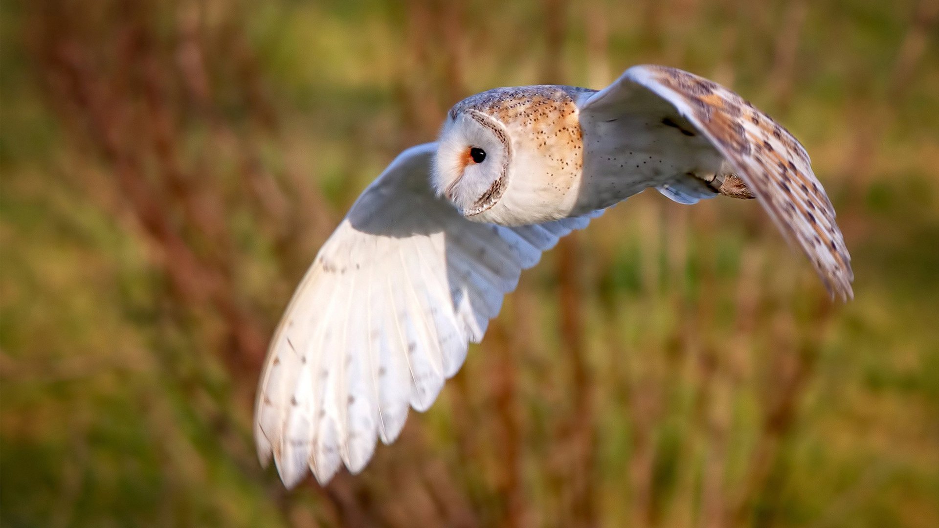 阿根廷LNB联赛开局表现抢眼，阿根廷联盟篮球比分