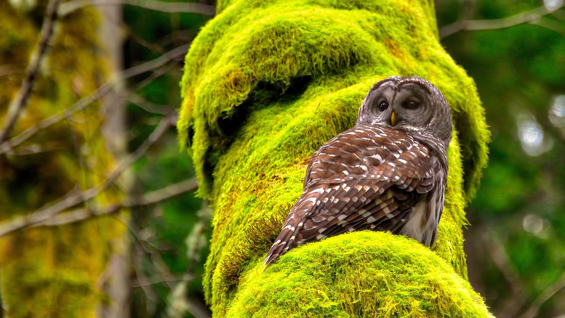 世界杯激情逐鹿:点燃全球的足球盛宴,世界杯足球精彩集锦