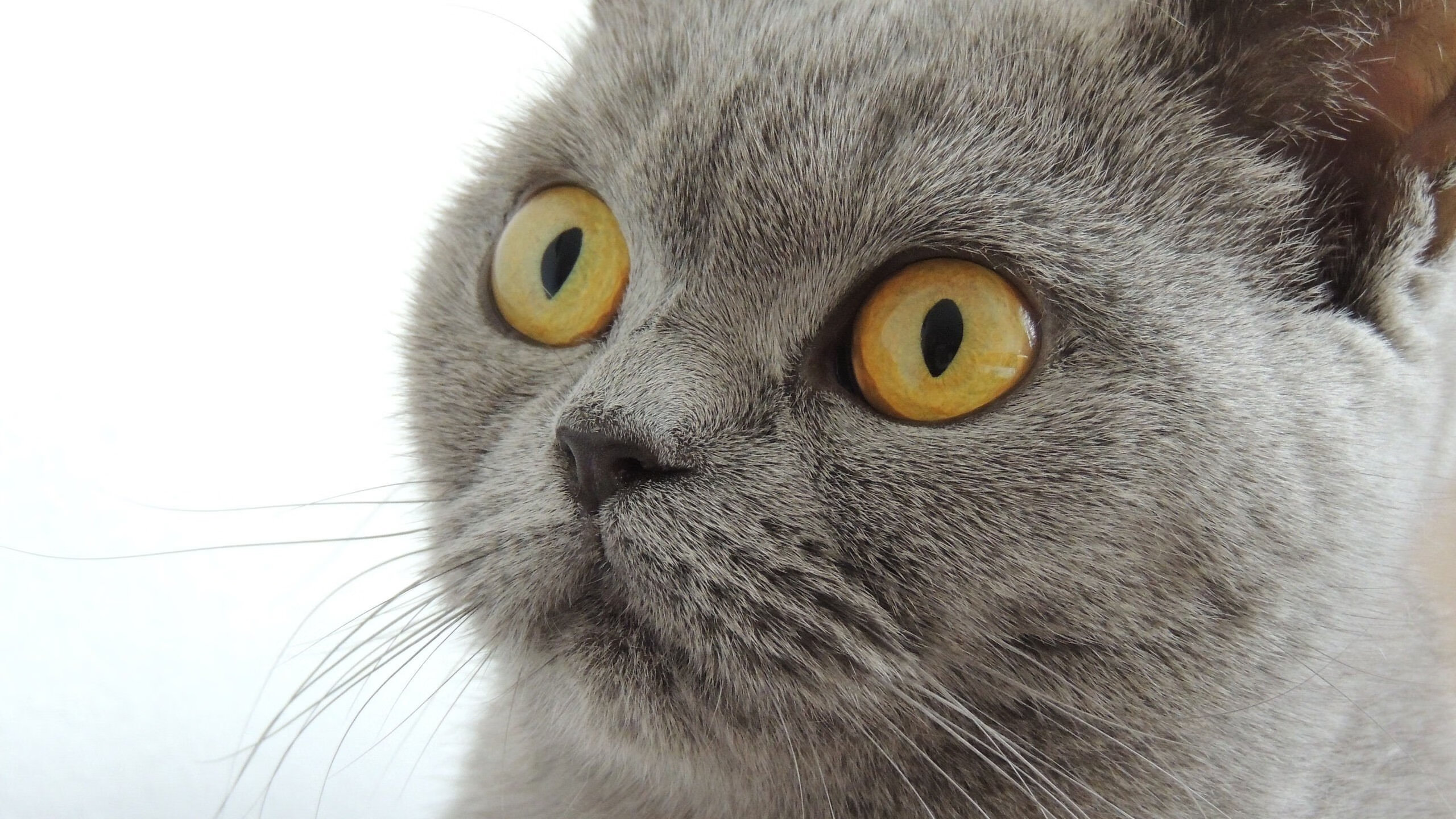 中国足球联赛球迷文化建设活动成效明显,中国足球球迷数量统计