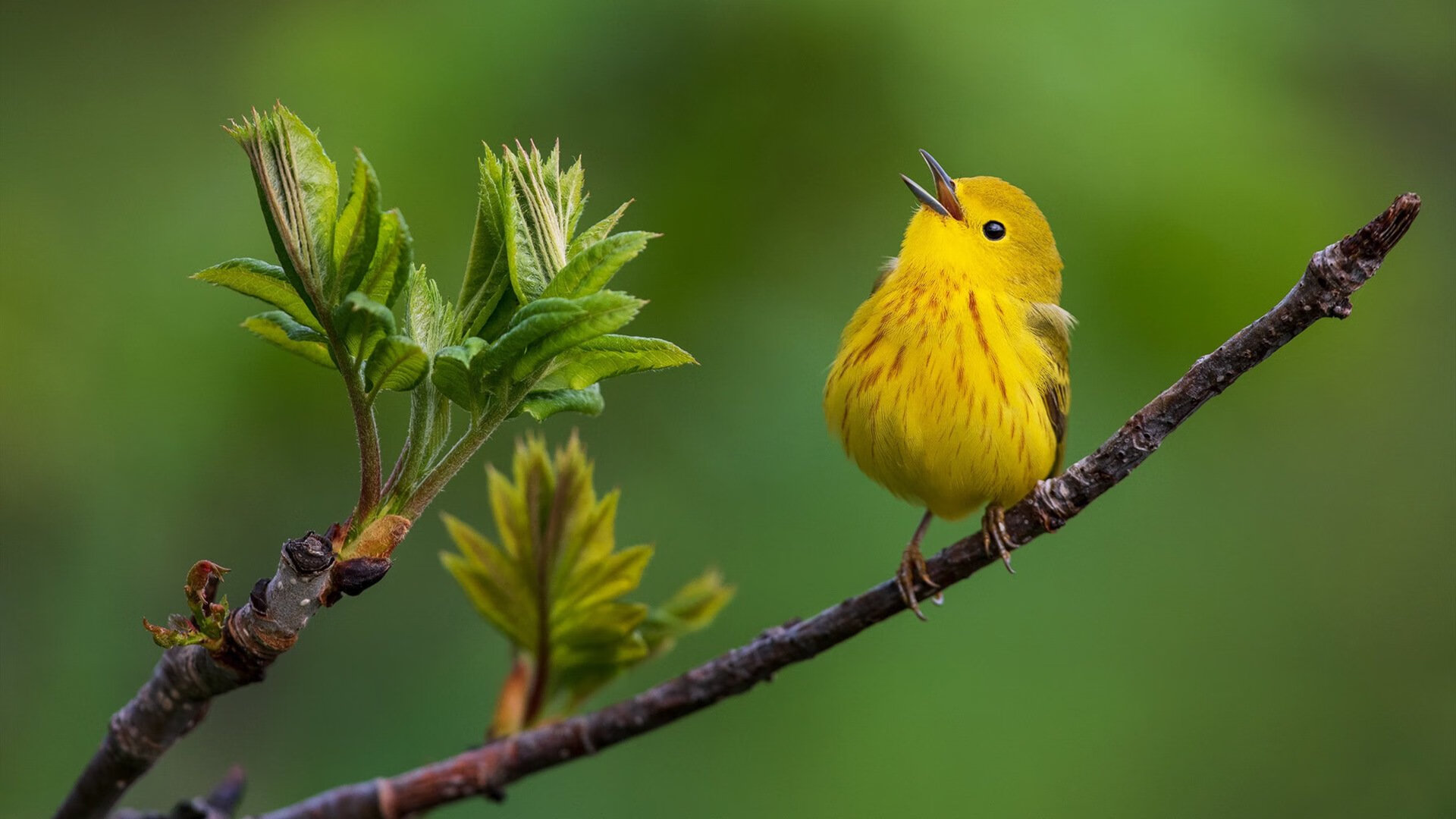 开云中国大陆-乌干达女篮在非洲锦标赛中拼搏不止，期待突破极限，非洲乌干达是什么地方