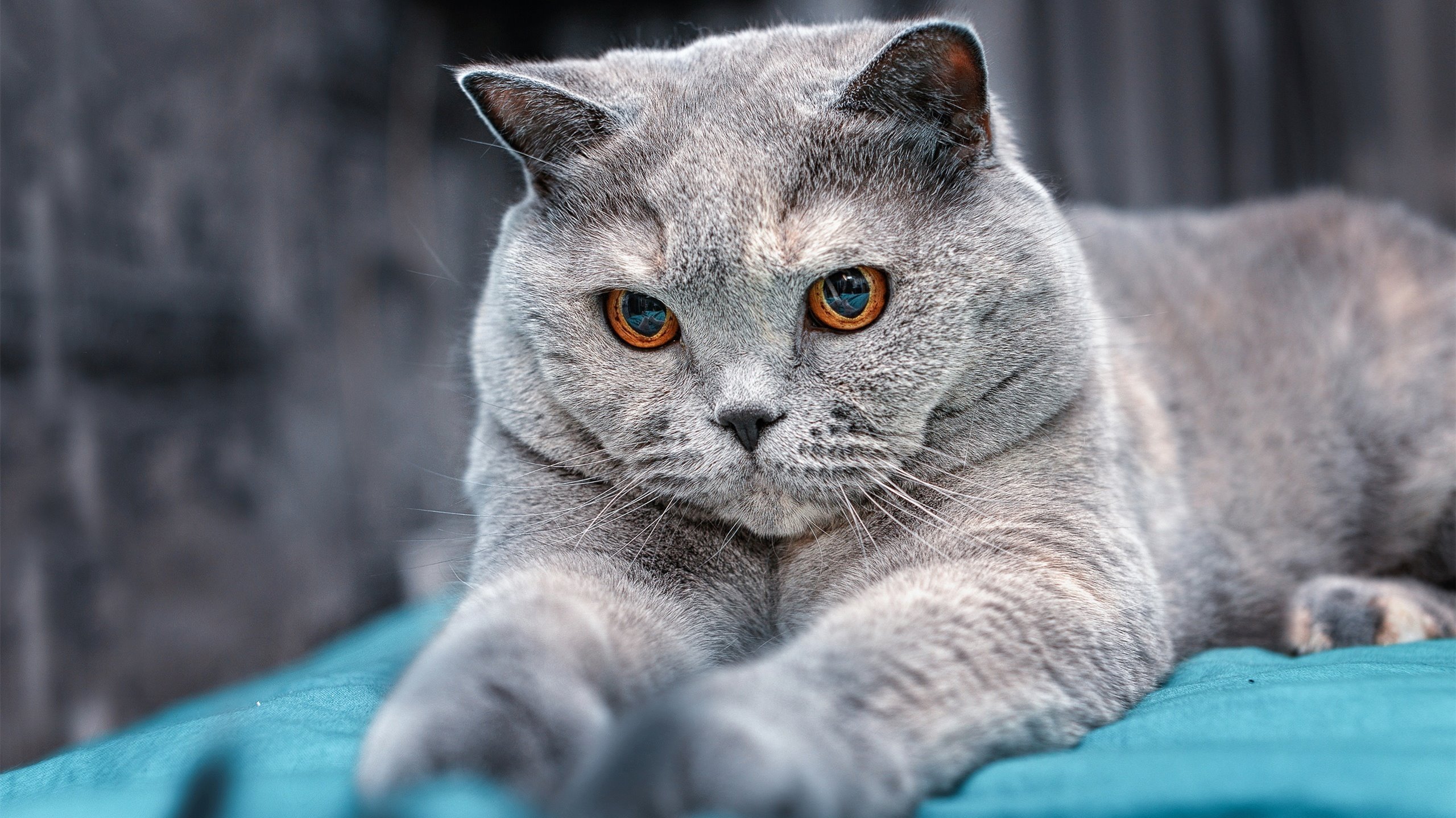 kaiyun体育综合-波兰蛙泳选手状态稳定，波兰泳队