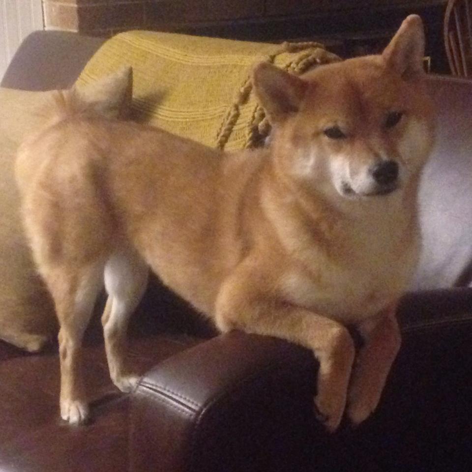 爱尔兰男子橄榄球超越传统商业模式,爱尔兰橄榄球联赛