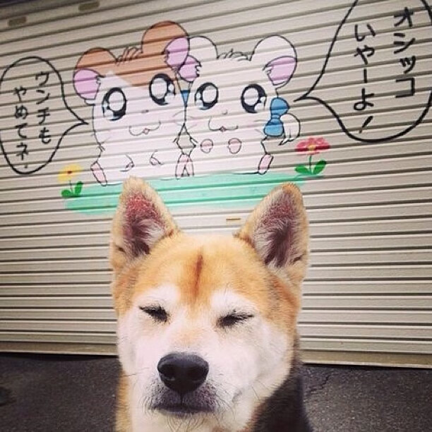 蛙泳技术见长 普里戈达游出节奏感