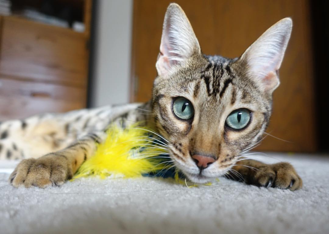 里根·史密斯稳扎稳打摘得佳绩，美国游泳里根史密斯